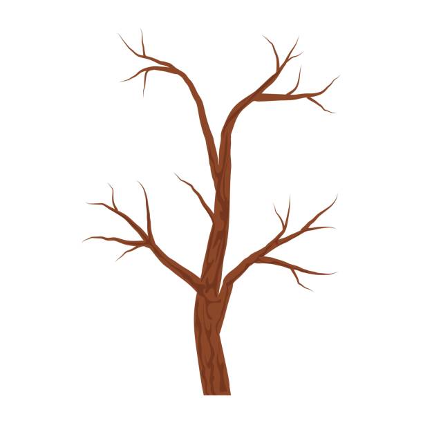ilustrações de stock, clip art, desenhos animados e ícones de bare brown tree without leaves isolated on white background. autumn or winter tree. vector illustration - abstract autumn bare tree empty