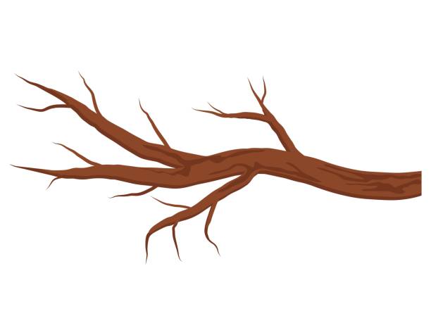 ilustrações de stock, clip art, desenhos animados e ícones de bare brown tree branch without leaves isolated on white background. autumn or winter branch. vector illustration - abstract autumn bare tree empty