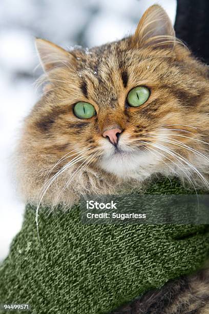 Con Bella Dagli Occhi Di Gatto - Fotografie stock e altre immagini di Ambientazione esterna - Ambientazione esterna, Animale, Animale da compagnia