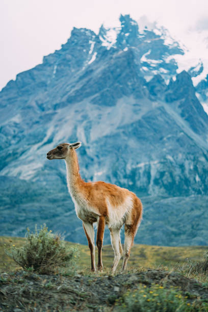 один лама в патагонии торрес-дель-пейн синий фон - argentina patagonia andes landscape стоковые фото и изображения