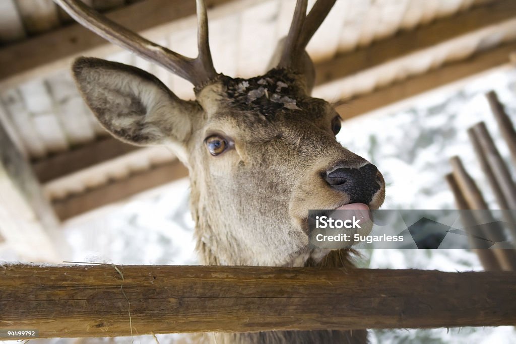 Funny ciervo - Foto de stock de Reno - Mamífero libre de derechos