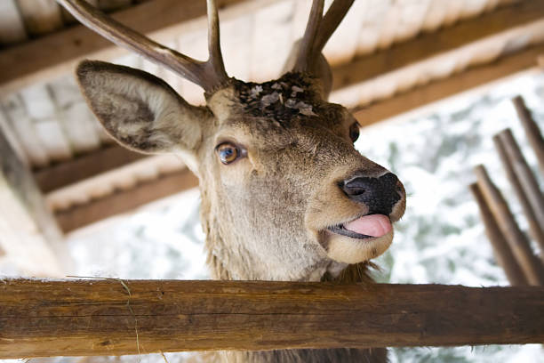 Funny deer stock photo