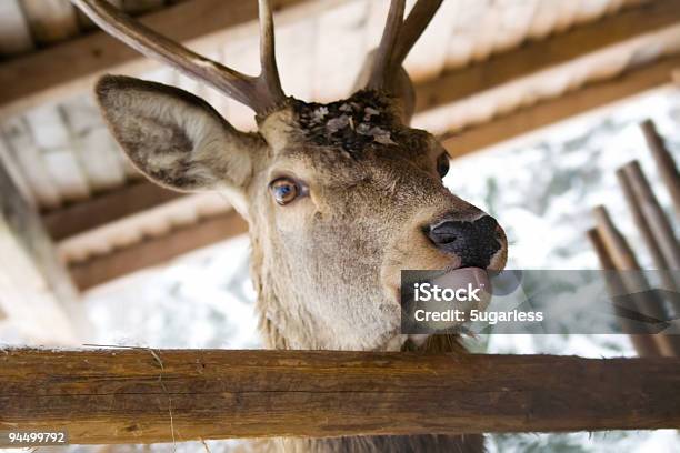 Engraçado Veado - Fotografias de stock e mais imagens de Rena - Rena, Carne de Veado, Telhado