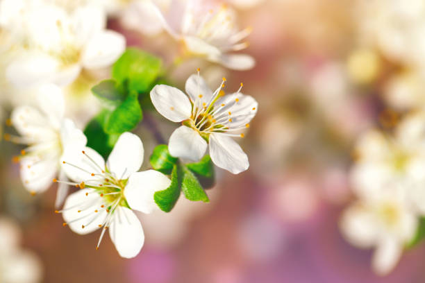 istock Beautiful blooming Apple trees in the spring garden. Close up 945001982