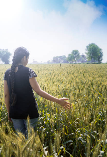 девочка-подросток, прикасаясь к головам пшеницы в культивируемом поле - wheat winter wheat cereal plant spiked стоковые фото и изображения