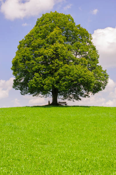 istock single big linden tree in field with perfect treetop 945002934