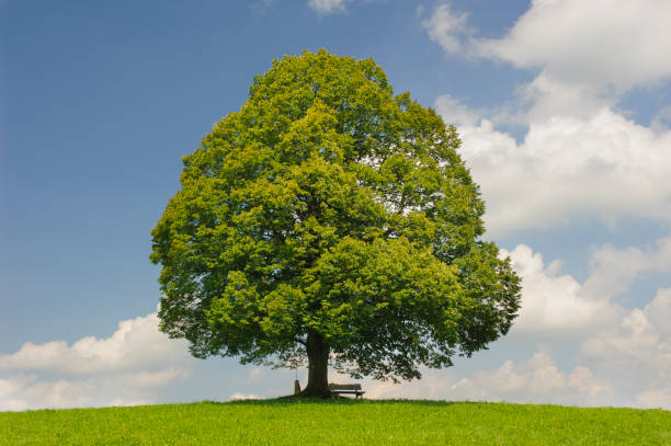 istock single big linden tree in field with perfect treetop 945003004