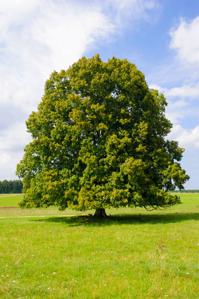 istock single big linden tree in field with perfect treetop 945003144