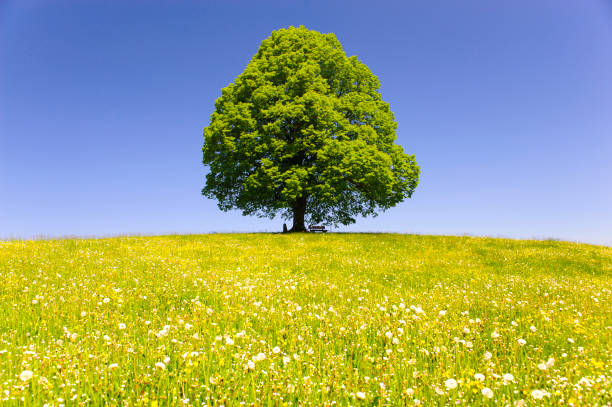 single big linden tree in field with perfect treetop - summer solitary tree environment spring imagens e fotografias de stock