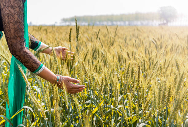 una mujer tocando la cabeza de trigo en un campo cultivado - wheat winter wheat cereal plant spiked fotografías e imágenes de stock