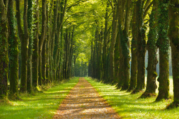 avenida de tilos y sendero - avenue tree fotografías e imágenes de stock