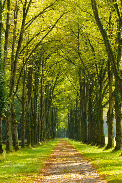 istock avenue with linden trees and footpath 945004516