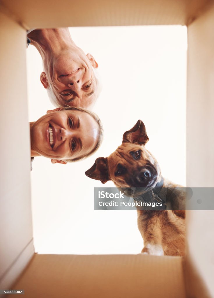 It's what's inside that counts Low angle portrait of a happy couple and their dog looking into a box together Box - Container Stock Photo