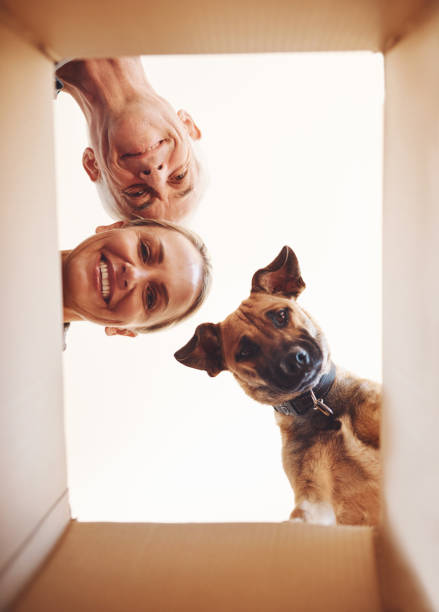 It's what's inside that counts Low angle portrait of a happy couple and their dog looking into a box together peeking photos stock pictures, royalty-free photos & images