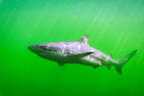 blacktip reef shark (carcharhinus melanopus). - requiem shark imagens e fotografias de stock