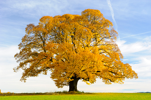 single big old linden tree at autumn