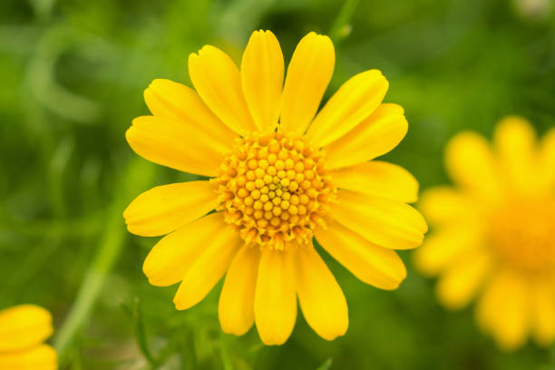 istock Beautiful daisy flowers on green meadow 945008042