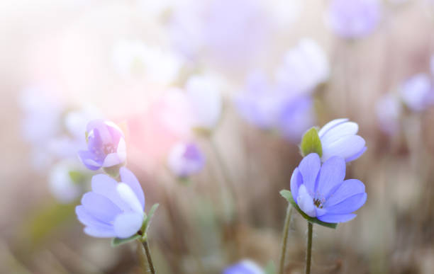 azul flores silvestres floreciendo (hepatica nobilis) - nobilis fotografías e imágenes de stock