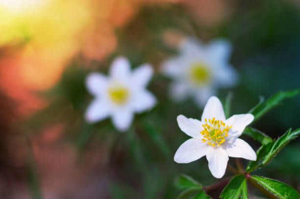 istock Spring blooming of beautiful white windflower (Anemone nemorosa) 945008596