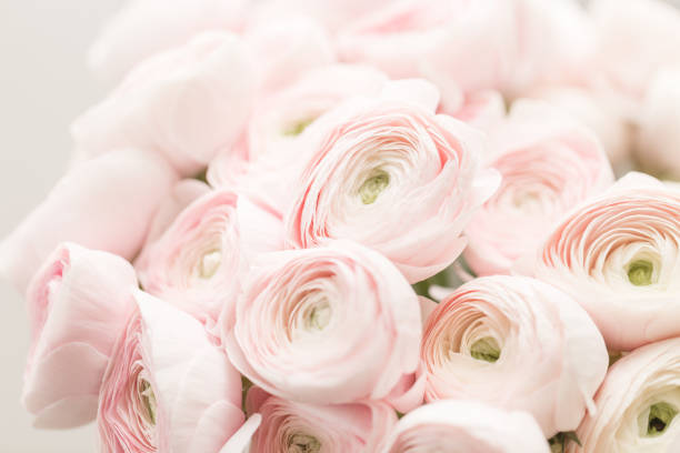 istock Persian buttercup. Bunch pale pink ranunculus flowers light background. Wallpaper, Horizontal photo 945009278