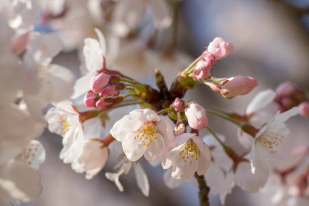 istock Cherry blossoms in spring day, Japan 945009428