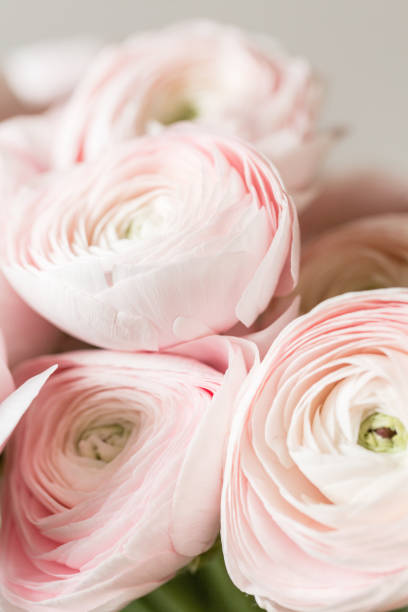 istock many layered petals. Persian buttercup. Bunch pale pink ranunculus flowers light background. Wallpaper, Vertical photo 945012002