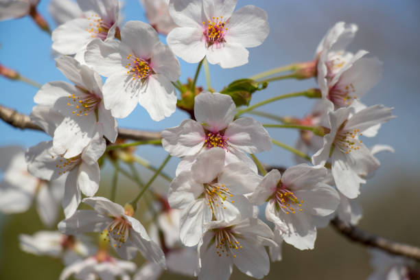 istock Cherry blossoms in spring day, Japan 945012160