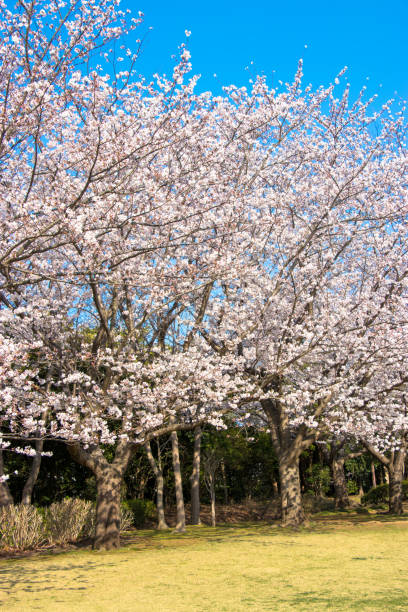 istock Cherry blossoms in spring day, Japan 945012444