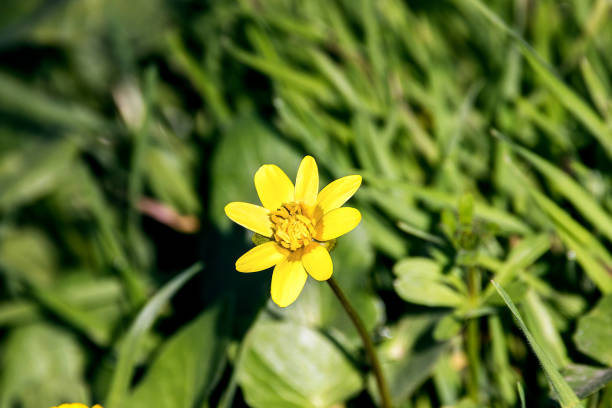 flores prado pequeño amarillo en un pasto verde - artex fotografías e imágenes de stock