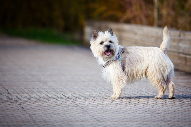 istock Cairn Terrier in the park 945017014