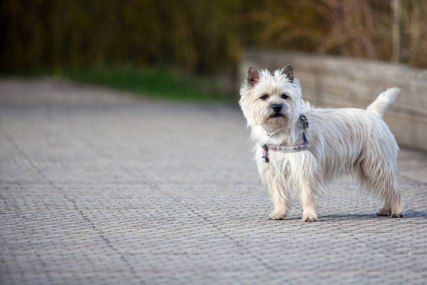 istock Cairn Terrier in the park 945017044
