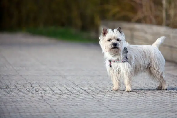 Cairn Terrier in the park