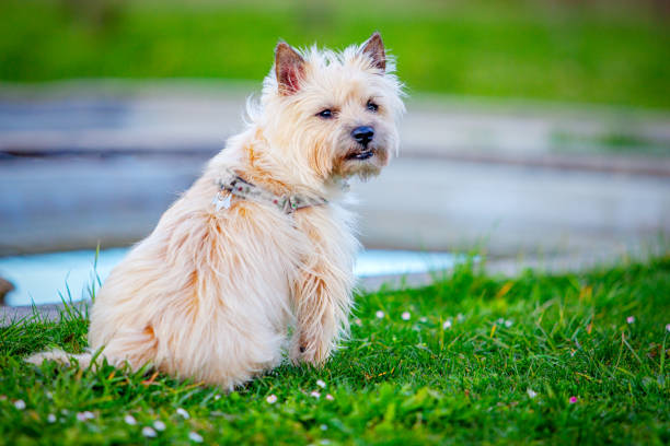 Cairn Terrier in the park Cairn Terrier in the park cairn terrier stock pictures, royalty-free photos & images