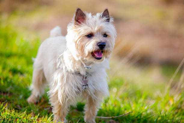 Cairn Terrier in the park Cairn Terrier in the park cairn terrier stock pictures, royalty-free photos & images