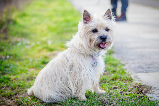 istock Cairn Terrier in the park 945017146
