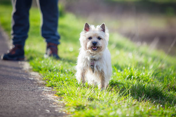 istock Cairn Terrier in the park 945017174