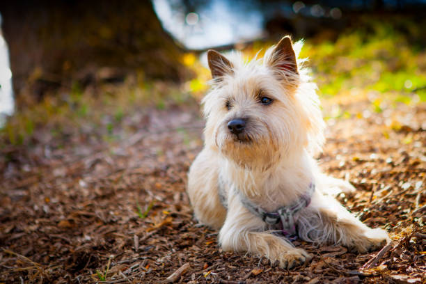 Cairn Terrier in the park Cairn Terrier in the park cairn terrier stock pictures, royalty-free photos & images