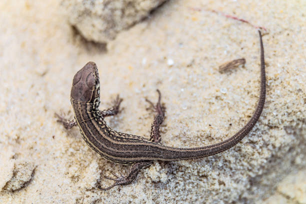 istock Brown sand lizard on a sandy ground in the wild. View on the top. 945020020
