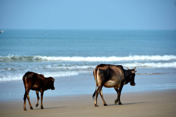 istock India Gokarna 945022518