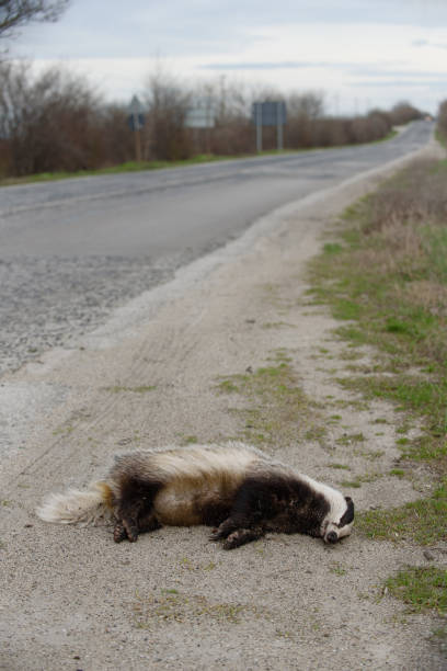 istock Badger killed by car on the road 945022884