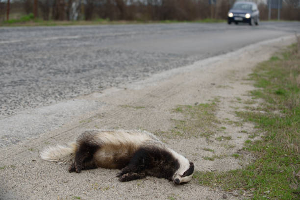 istock Badger killed by car on the road 945022894