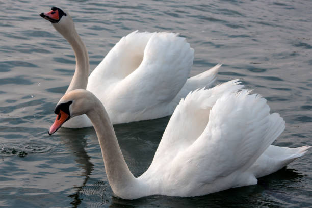istock Couple Swans in Love Dance. 945023208