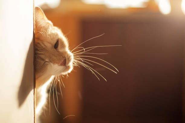 istock Cute red kitten peeking out the corner on a beautiful light 945023274