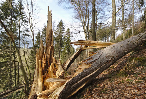 Fallen pine tree with splintered trunk on a wooded hillside stock photo