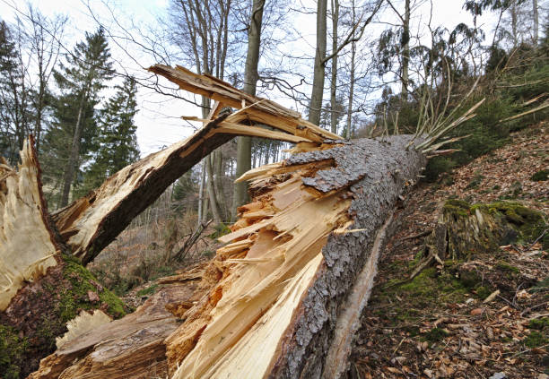 istock Fallen pine tree with splintered trunk on a wooded hillside 945023376