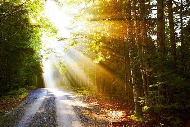 sunflare en carretera - no color fotografías e imágenes de stock
