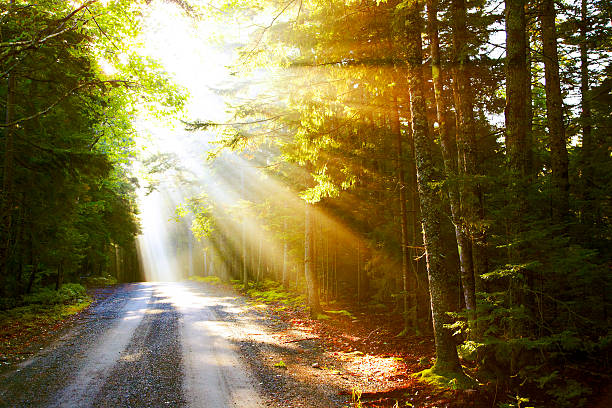 Sunflare on road Acadia National Park acadia national park maine stock pictures, royalty-free photos & images