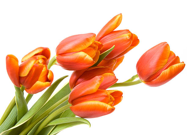 istock bouquet of the fresh tulips 94502764