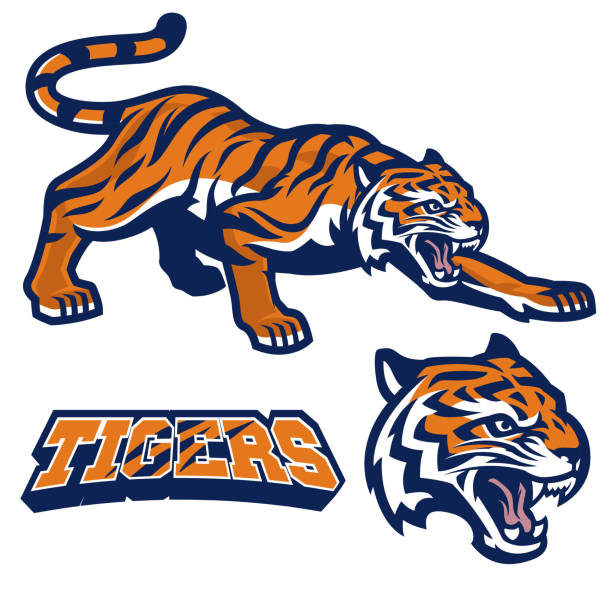 mascot tiger crouching in set vector of mascot tiger crouching in set tiger mascot stock illustrations