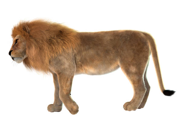 istock 3D illustration male lion on white 945037802